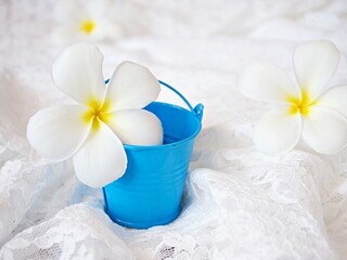 White flower in pot on white embroidered cloth, still life for pretty background or wallpaper ,copy space for letter ,still life ,women day ,Hawaiian Lei ,arrangement plumeria flower ,creative 