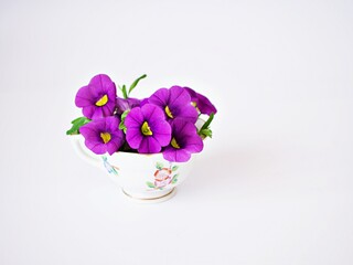 Violet-purple flowers in tea cup isolated on white background ,Calibrachoa petunia Million bells ,Trailing petunia ,Superbells ,seashore smaller flowers ,Solanaceae blooming in summer 