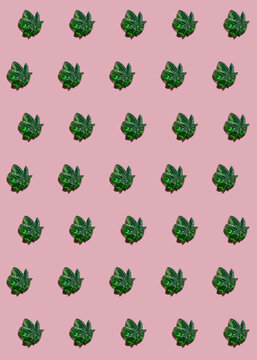 cannabis gum
