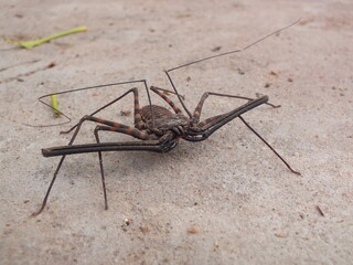 whip spider
