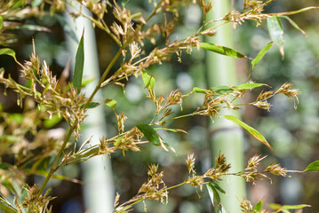 bamboo flower, Bamboo forest background