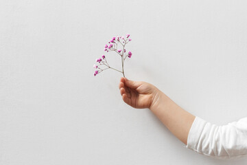 Child's hand holding pink flowers over white background