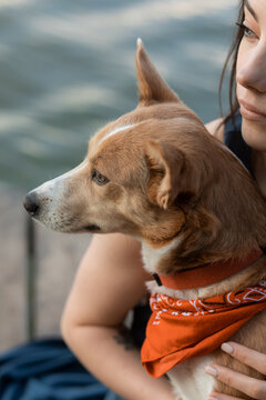 Cute Dog In Red Bandanna