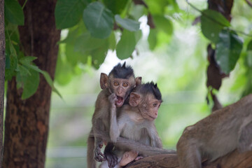 Fototapeta premium 可愛いサル