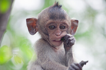 可愛いサル