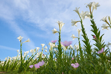 お花畑に咲く純白のテッポウユリとピンクのツキミソウ