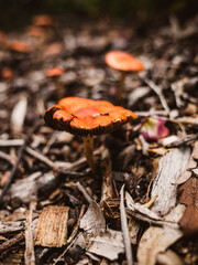 Mushroom in the forest