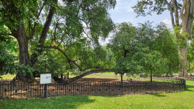 Iconic tembusu tree  at the Singapore Botanic Gardens.