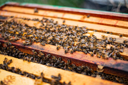 Hive Box