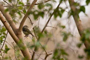Female yellow warbler perching in a tree