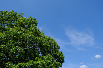青空と楠