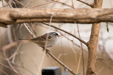 White crowned sparrow perching in a tree