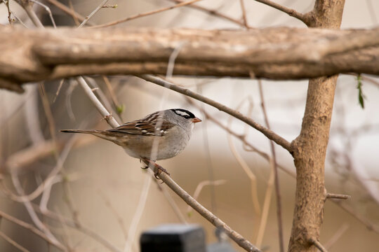 White Crowned Sparrow On A Branch