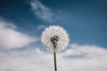 dandelion with the sky in the background