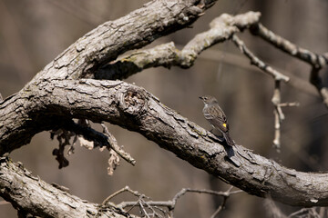 Back view of yellow rumped warbler bird on a tree branch