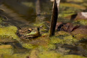 bullfrog in the pond - obrazy, fototapety, plakaty