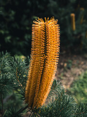 Banksia flower
