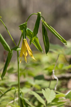 Uvularia grandiflora flower blooming in the forest