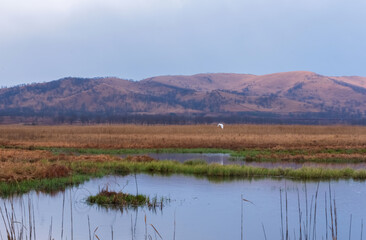 A great heron hunts in the morning foggy swamp. Beautiful landscape