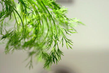 Close-up of cleaned vegetables