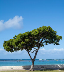 Tree on the Beach with Ocean and Sky Background.