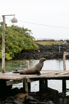 Sea Lion Walking on Pier
