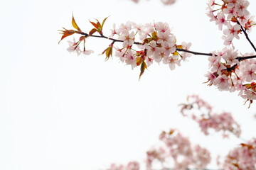 北海道の美しい桜