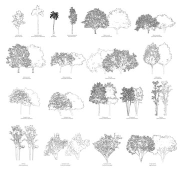 Vector trees with the common name and scientific name