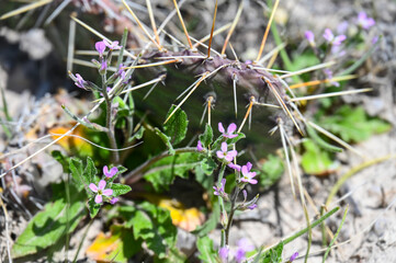 flowers in the grass
