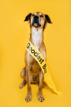 Pageant Sash Dog