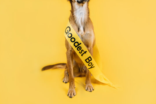 Pageant Sash Dog