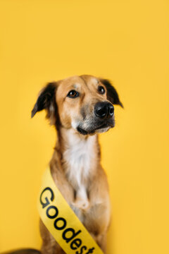 Pageant Sash Dog