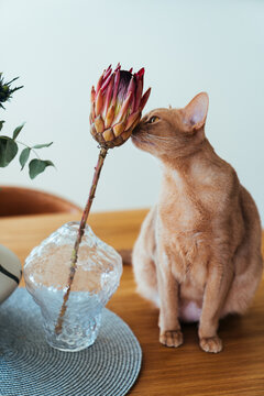 Cat and proteus flower.