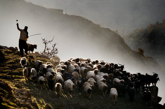 Shepherd directing his flock of sheep