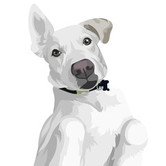 jack russell terrier puppy