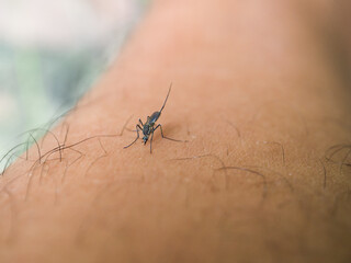 Mosquito use needle to suck a blood on human skin.