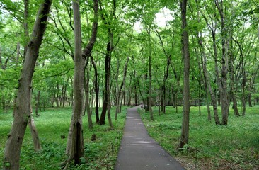 Fototapeta na wymiar 穏やかな森の中　癒しの新緑　みかもやま