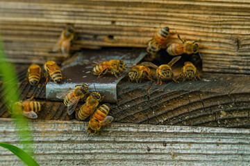 動きが活発になってきた養蜂場のミツバチ