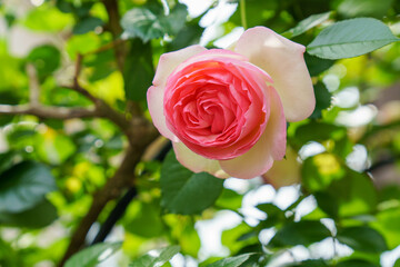 お花好きに大人気のバラの花
