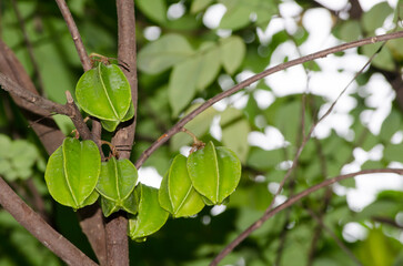 A bunch of green raw star apple on its branch in a tropical garden.