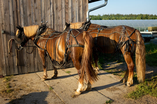 Work horses