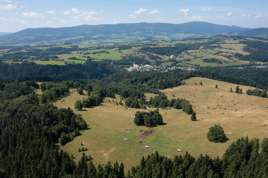 Cows grazing