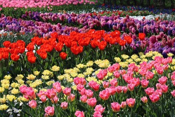 Colorful rows of pink, yellow, red, and purple tulips in flower bed on a spring day