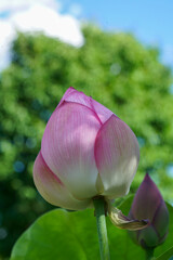 京都の寺院の境内に咲く蓮の花