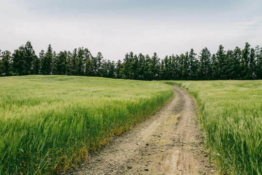 There is a dirt road in the green barley field.