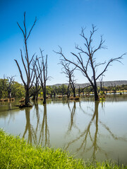 A beautiful landscape of dead trees in shallow lake at Wonga wetlands, Albury, New South Wales.