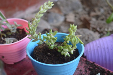 ornamental plant Cactus grape or Sedum morganianum in a small blue pot, grape cactus including...
