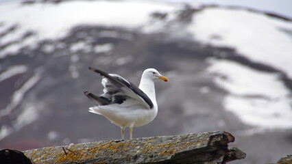 Fototapeta premium Kelp gull (Larus dominicanus) on an old, rusted whale oil boiler at Whaler's Bay on Deception Island, South Shetland Islands, Antarctica