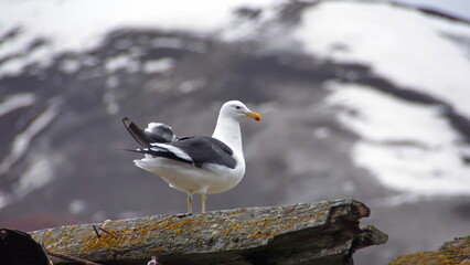 Kelp gull (Larus dominicanus) on an old, rusted whale oil boiler at Whaler's Bay on Deception Island, South Shetland Islands, Antarctica - obrazy, fototapety, plakaty