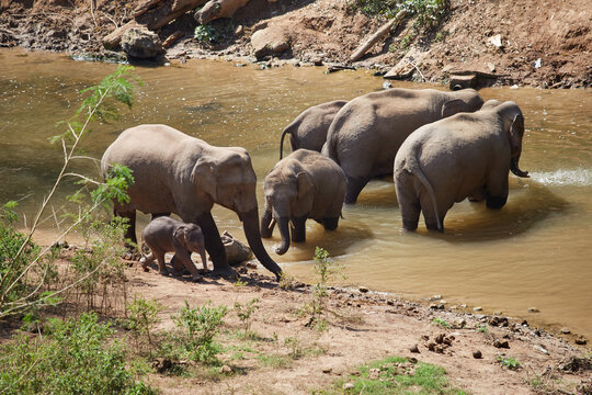 Elephants Playing In A River In Xishuangbanna, Yunnan, China.